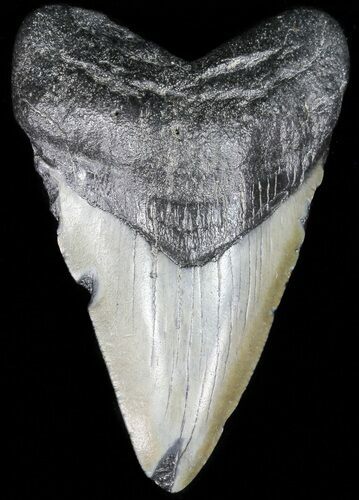 Juvenile Megalodon Tooth - South Carolina #52982